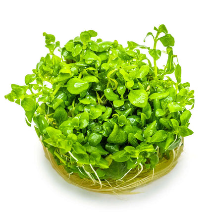 Hygrophila serpyllum | In-Vitro