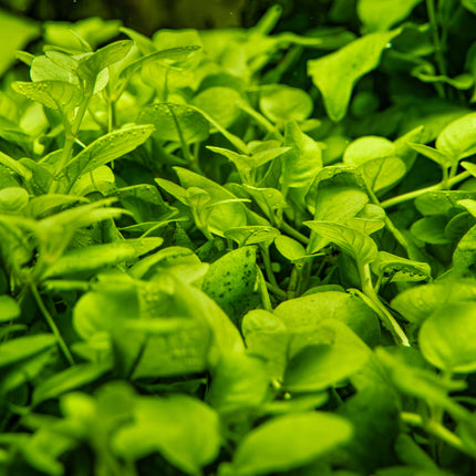 Hygrophila serpyllum | In-Vitro
