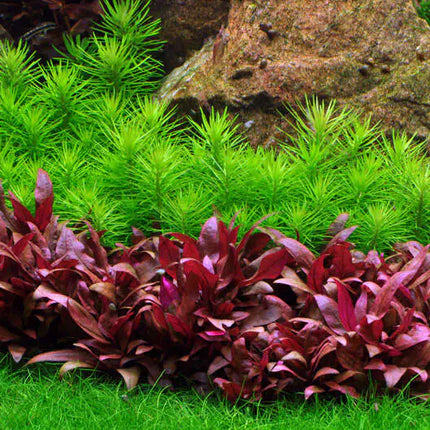 Pogostemon deccanensis | In-Vitro