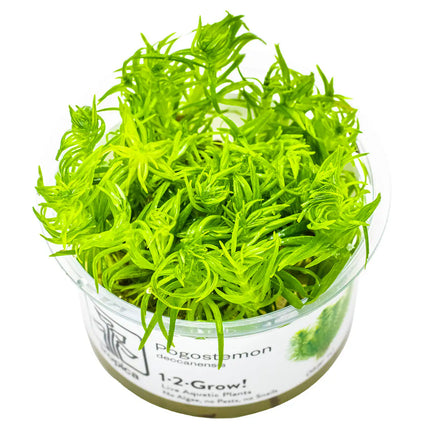 Pogostemon deccanensis | In-Vitro