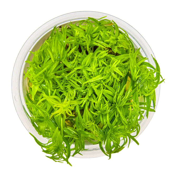 Pogostemon deccanensis | In-Vitro