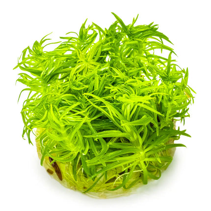 Pogostemon deccanensis | In-Vitro