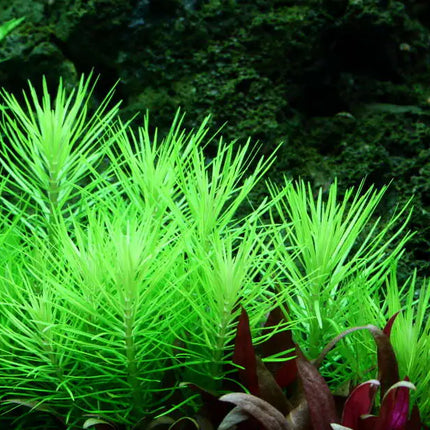 Pogostemon deccanensis | In-Vitro