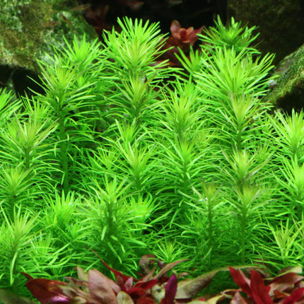 Pogostemon deccanensis | In-Vitro