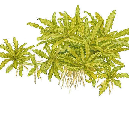 Pogostemon helferi | In-Vitro