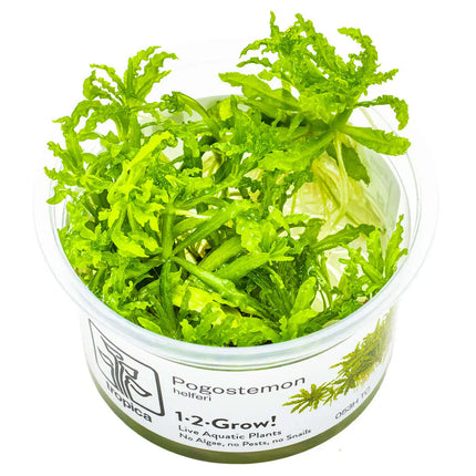 Pogostemon helferi | In-Vitro