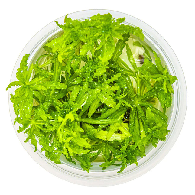 Pogostemon helferi | In-Vitro