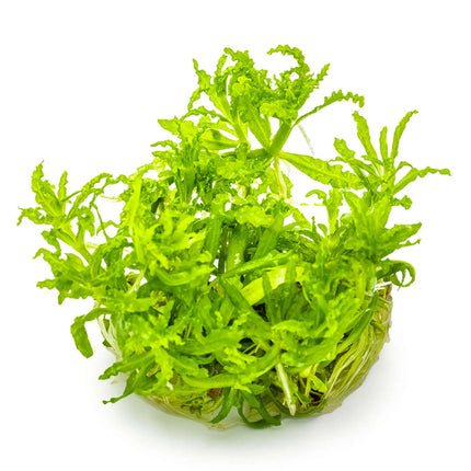 Pogostemon helferi | In-Vitro