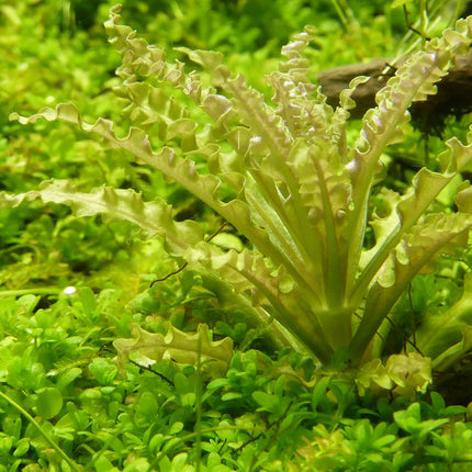 Pogostemon helferi | In-Vitro