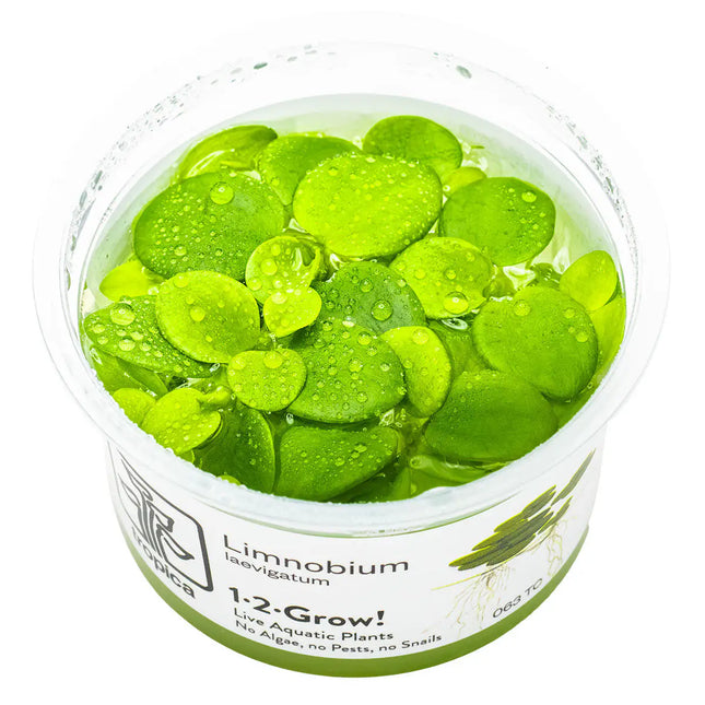 Limnobium laevigatum - Südamerikanischer Froschbiss | In-Vitro
