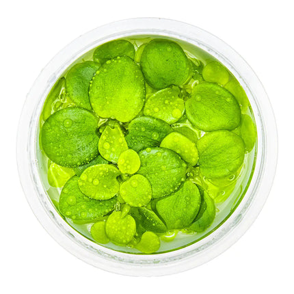 Limnobium laevigatum - Südamerikanischer Froschbiss | In-Vitro