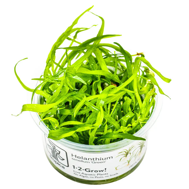 Helanthium tenellum 'Green' - Zwergschwertpflanze | In-Vitro