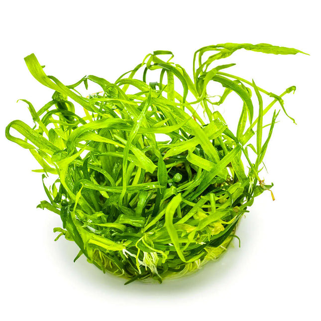 Helanthium tenellum 'Green' - Zwergschwertpflanze | In-Vitro