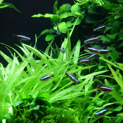 Helanthium 'Quadricostatus' - Zwergschwertpflanze | In-Vitro