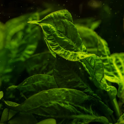 Echinodorus grisebachii 'Tropica' | In-Vitro