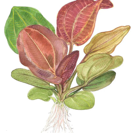 Echinodorus 'Reni' | In-Vitro