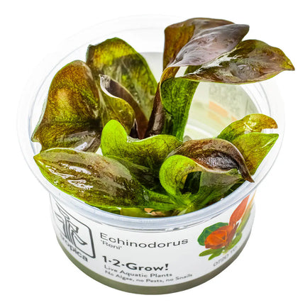 Echinodorus 'Reni' | In-Vitro