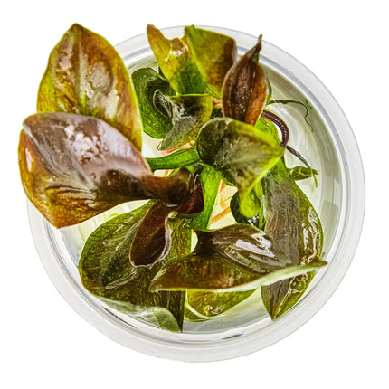 Echinodorus 'Reni' | In-Vitro