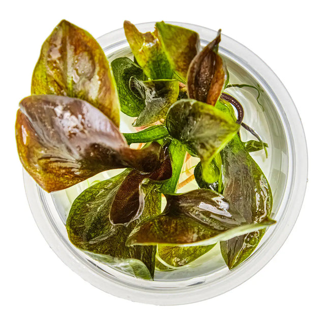 Echinodorus 'Reni' | In-Vitro