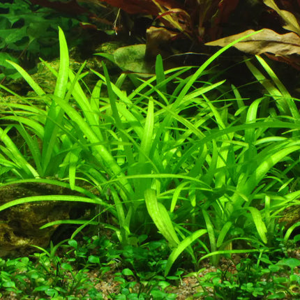 Sagittaria subulata - Flutendes Pfeilkraut | In-Vitro
