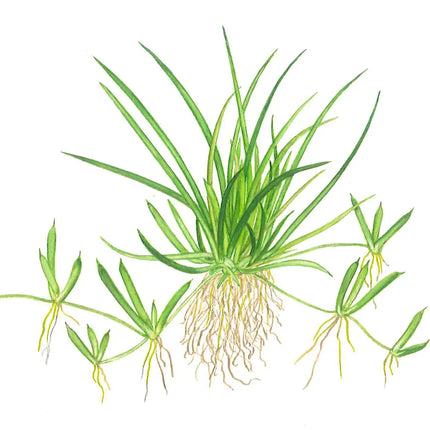 Littorella uniflora - Europäischer Strandling | In-Vitro