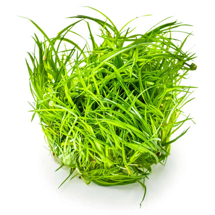 Eriocaulon cinereum | In-Vitro