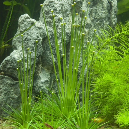 Eriocaulon cinereum | In-Vitro