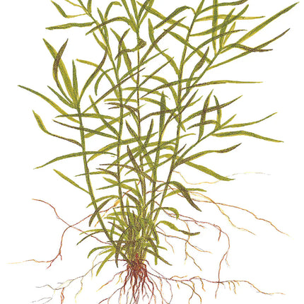 Heteranthera zosterifolia | In-Vitro