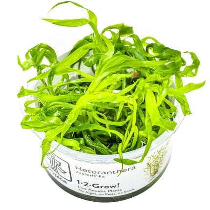 Heteranthera zosterifolia | In-Vitro