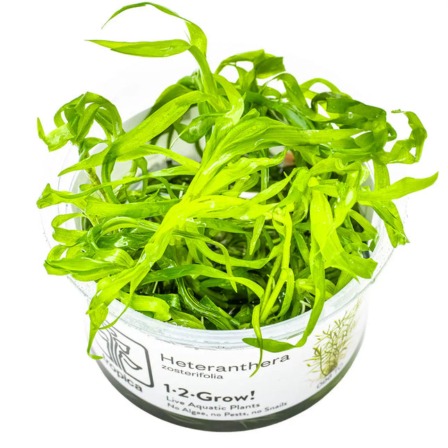 Heteranthera zosterifolia | In-Vitro