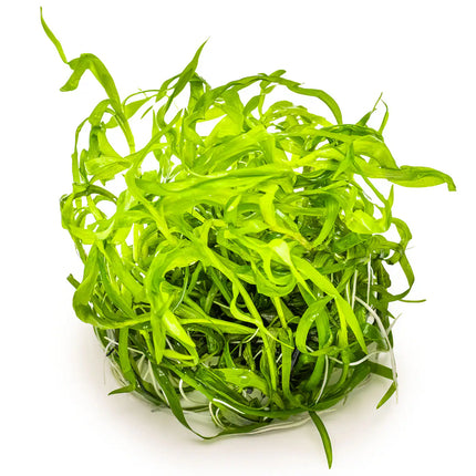 Heteranthera zosterifolia | In-Vitro