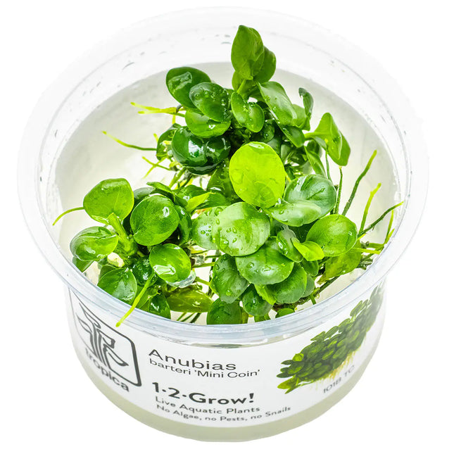 Anubias barteri Mini Coin - Mini-Zwergspeerblatt | In-Vitro