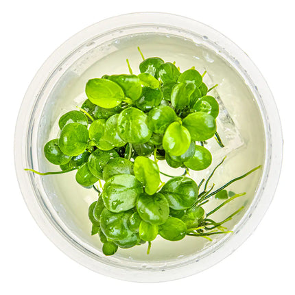 Anubias barteri Mini Coin - Mini-Zwergspeerblatt | In-Vitro
