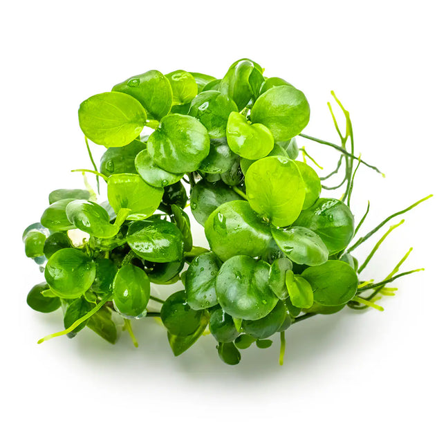 Anubias barteri Mini Coin - Mini-Zwergspeerblatt | In-Vitro