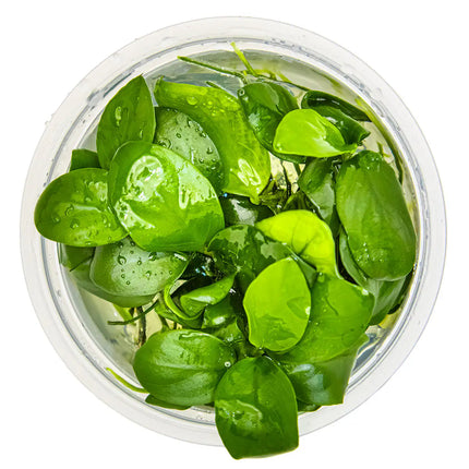 Anubias barteri var. Nana - Zwergspeerblatt | In-Vitro