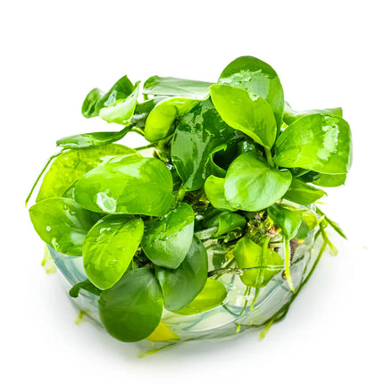 Anubias barteri var. Nana - Zwergspeerblatt | In-Vitro