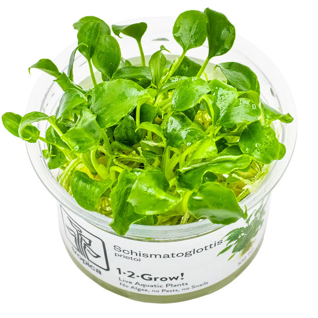 Schismatoglottis prietoi | In-Vitro - Tropica Limited Edition