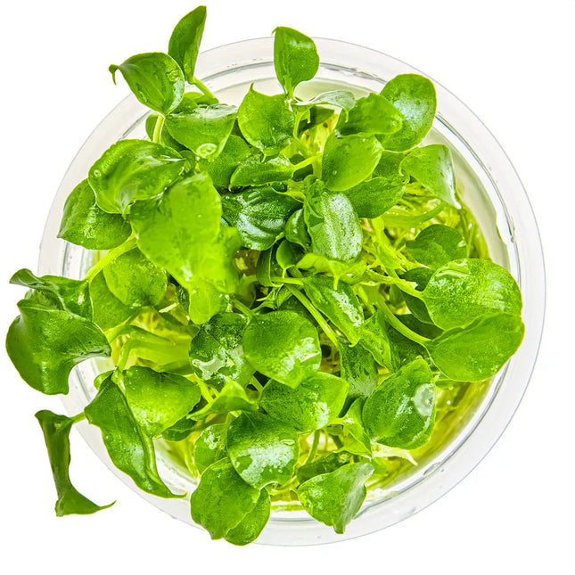 Schismatoglottis prietoi | In-Vitro - Tropica Limited Edition