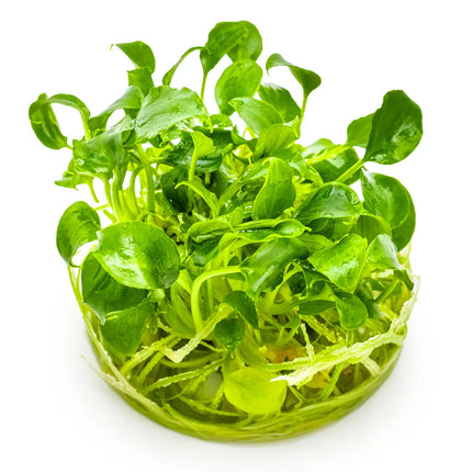 Schismatoglottis prietoi | In-Vitro - Tropica Limited Edition