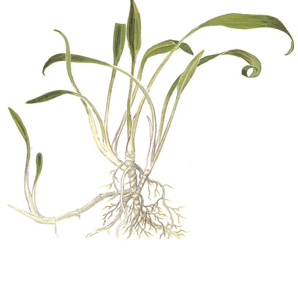 Cryptocoryne parva | In-Vitro