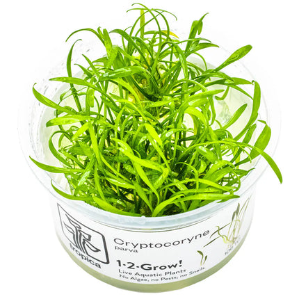 Cryptocoryne parva | In-Vitro