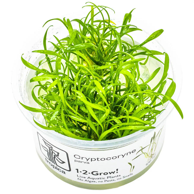 Cryptocoryne parva | In-Vitro