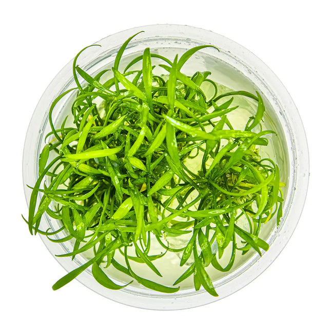 Cryptocoryne parva | In-Vitro