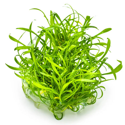 Cryptocoryne parva | In-Vitro