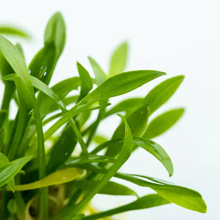 Cryptocoryne parva | In-Vitro