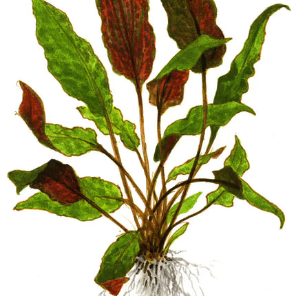 Cryptocoryne wendtii 'Mi Oya' | In-Vitro