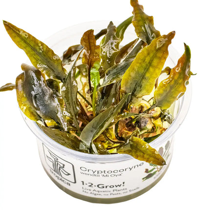 Cryptocoryne wendtii 'Mi Oya' | In-Vitro