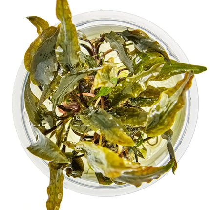 Cryptocoryne wendtii 'Mi Oya' | In-Vitro