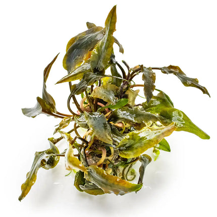 Cryptocoryne wendtii 'Mi Oya' | In-Vitro