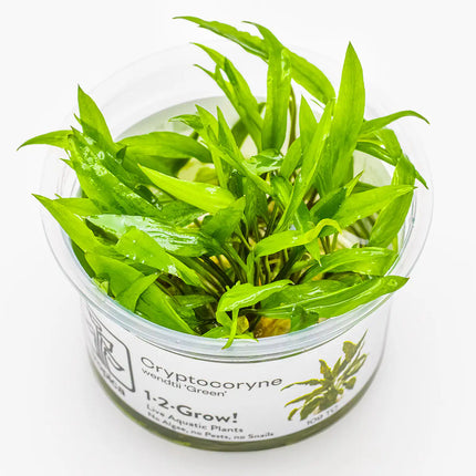 Cryptocoryne wendtii 'Green' | In-Vitro